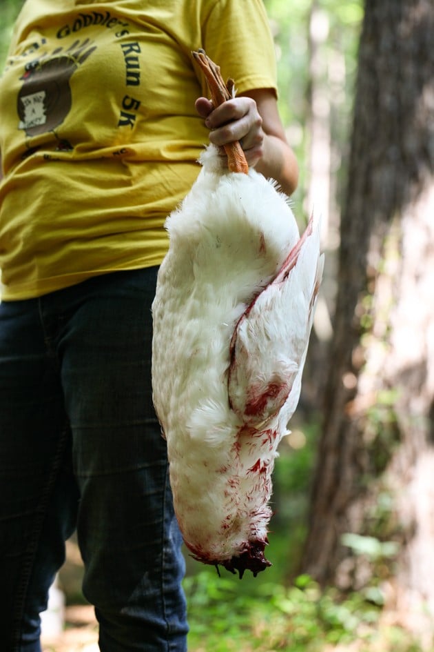 A Bunch Of 10 Dead Plucked Chickens Hanging From Metal Hooks In