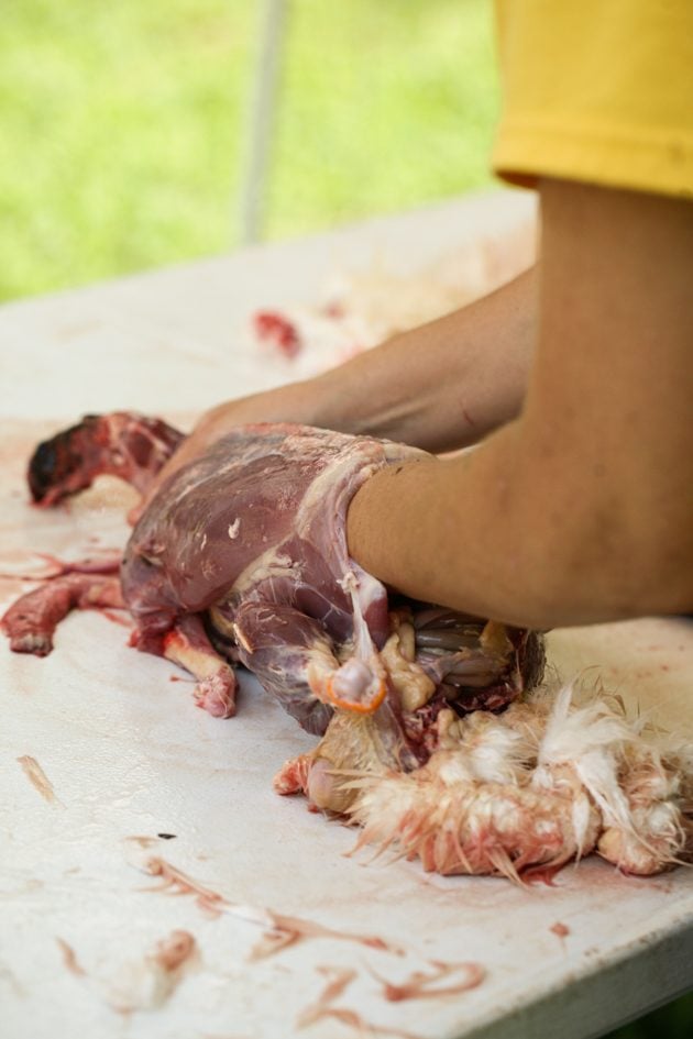 Removing the guts of a duck.