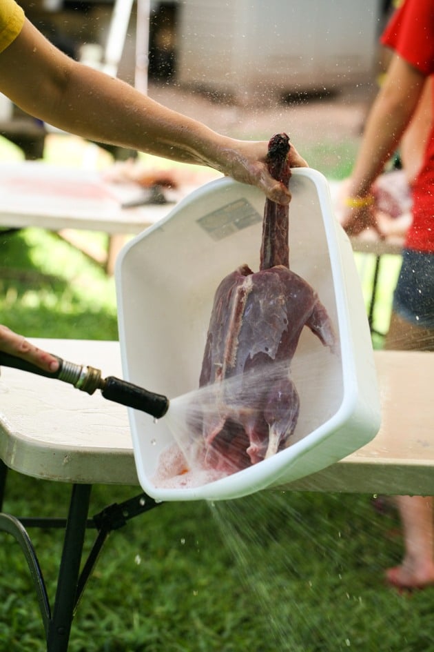 Washing the duck before storing. 