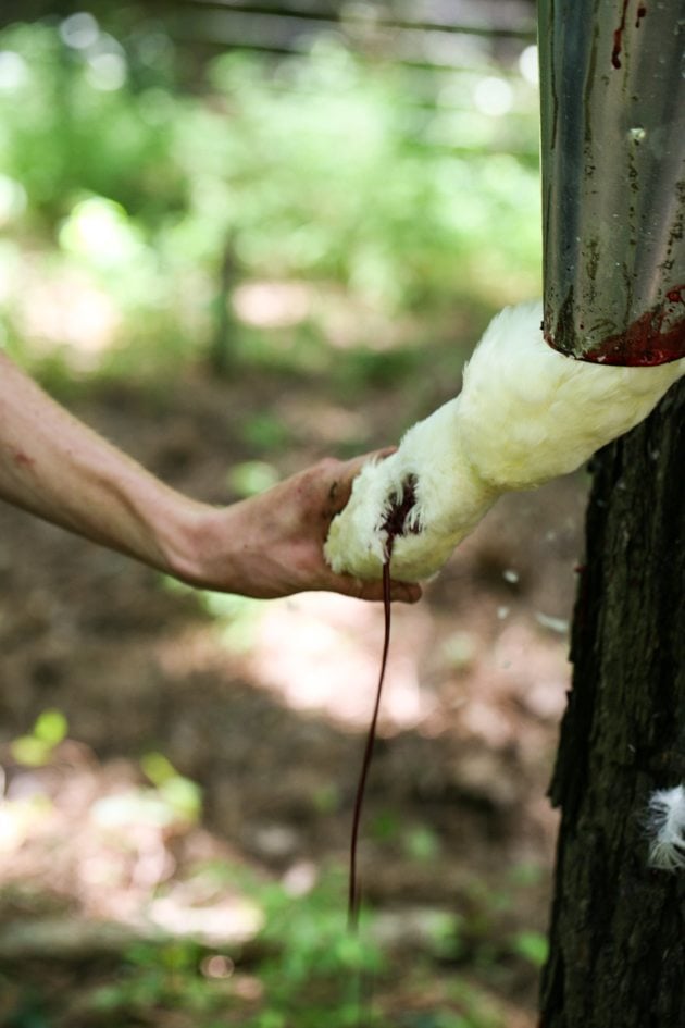 Blood running out of the duck after killing.