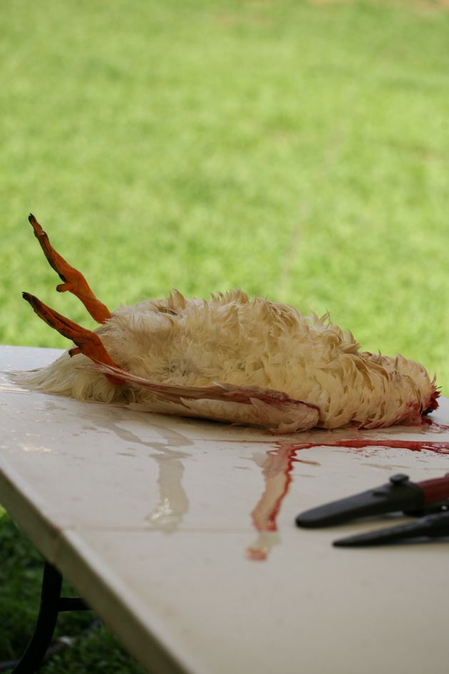 Placing the duck on the butchering table.