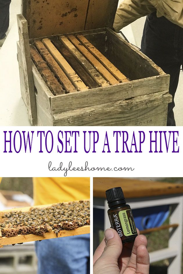 In this post, I will show you how to set up a bee swarm trap so you can attract bees into your trap hive and keep them to produce delicious honey! #beeswarmtrap #swarmtrap #honeybeetrap