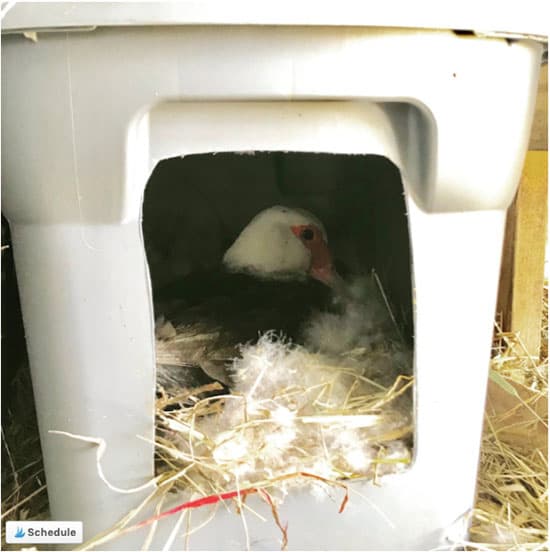 Muscovy hen sitting on a nest of eggs.