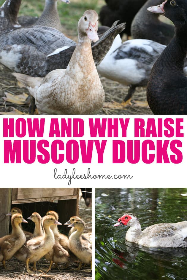 Raising Muscovy ducks is very easy. They are easy to care for, friendly and great dual-purpose duck to have on the homestead. In this post, you'll find all the information that you need about raising Muscovy ducks.