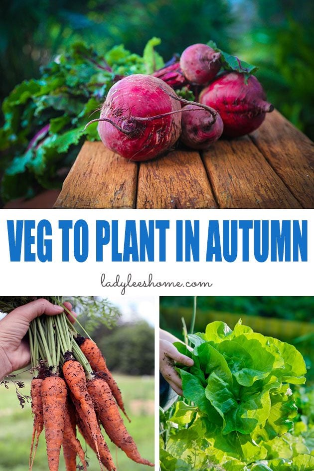 There is a lot to grow in the autumn vegetable garden! Here are 25 vegetables to plant in autumn and information on how to garden in the fall. 
#vegetablestoplantinautumn #vegetablesautumnplanting #vegetablestogrowinautumn #autumnvegetablegarden
