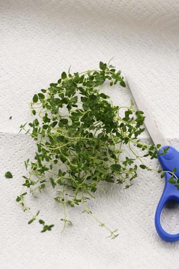 Drying thyme from the container herb garden