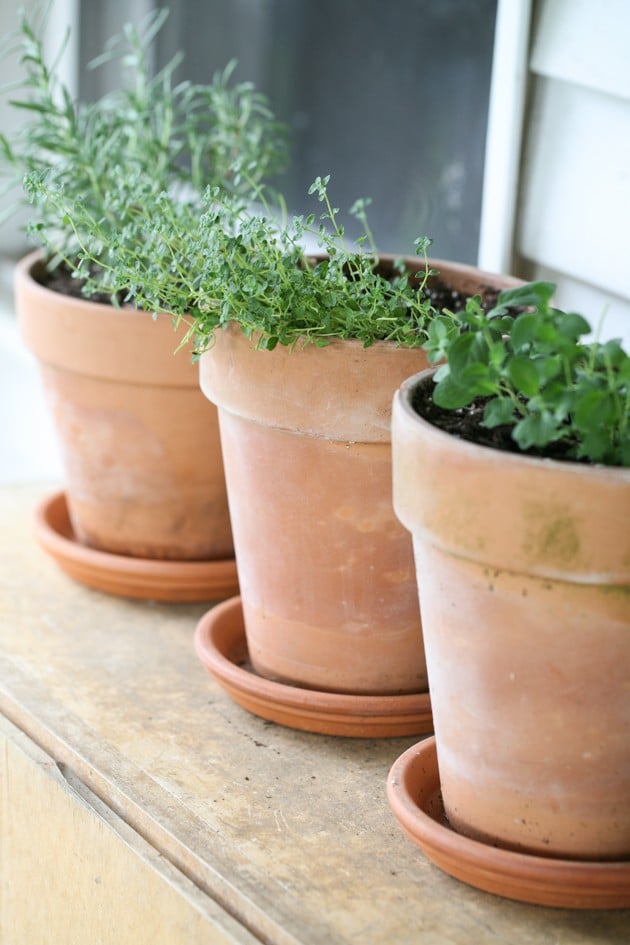 Gardening herbs in containers