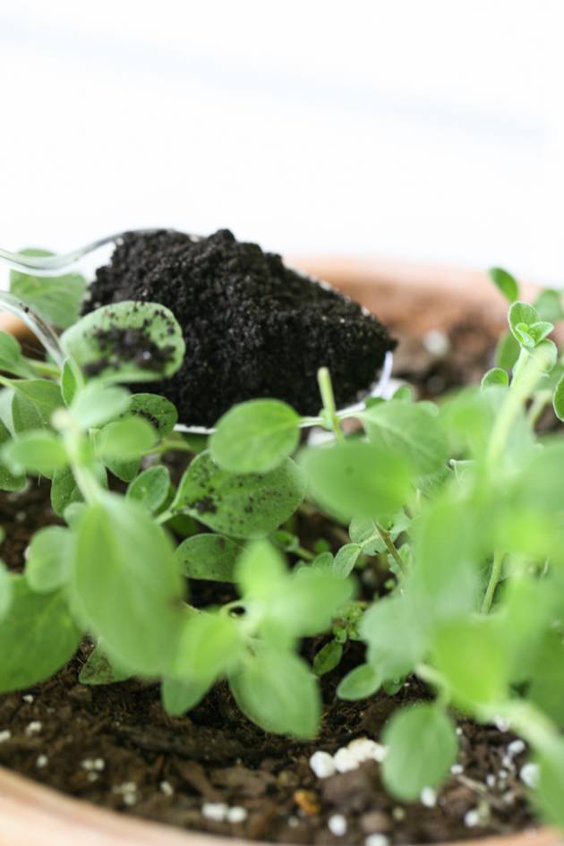 Form castings as organic food for herbs 