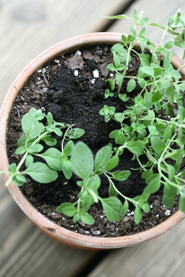 Feeding herbs in containers