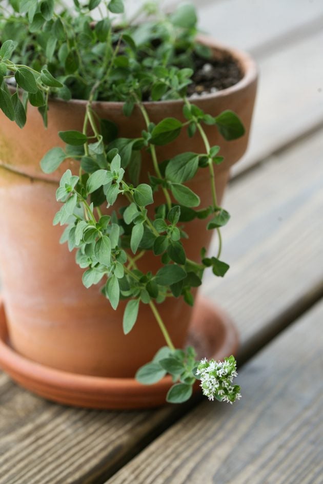 Oregano flowering in a container herb garden