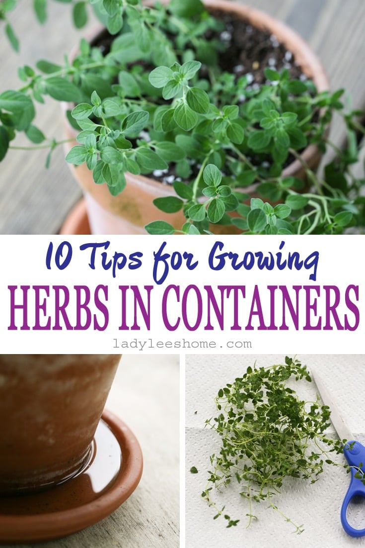 10 Tips For Growing Herbs in Containers - Lady Lee's Home