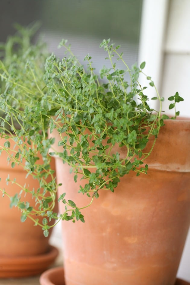 Thyme plant in a pot. Herbs to grow indoors. 