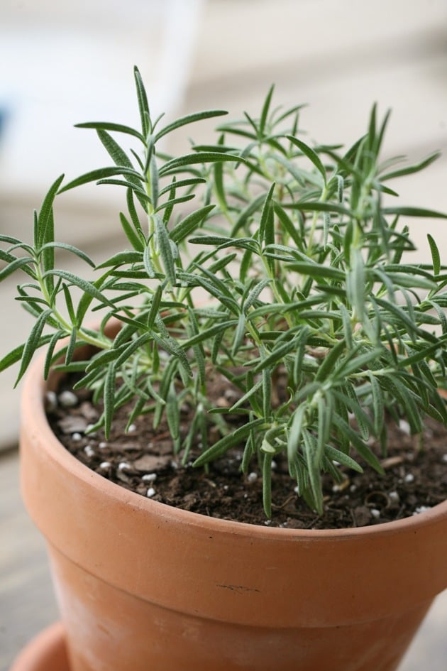Rosemary plant in a pot. 
