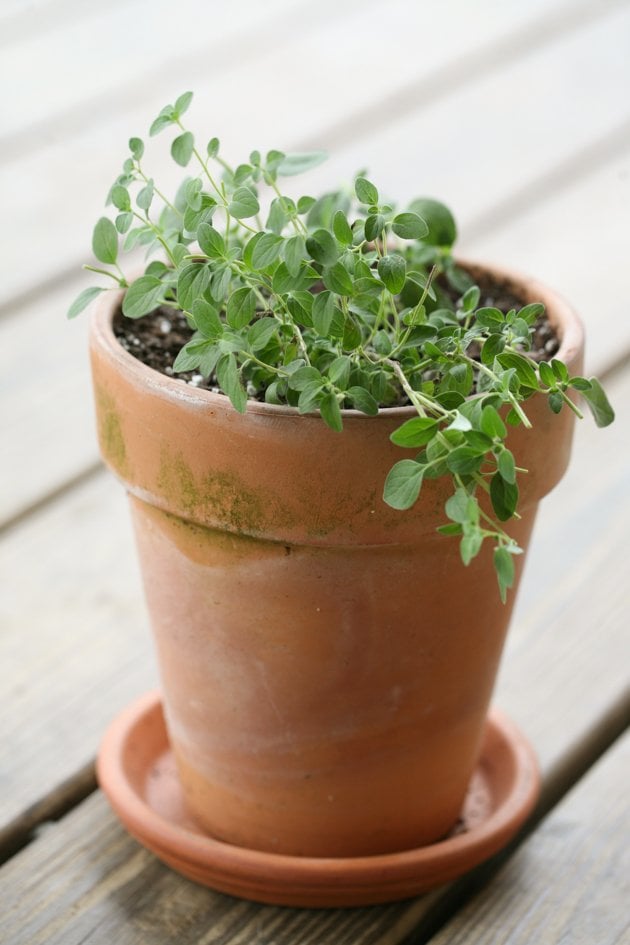 Oregano plant in a pot.