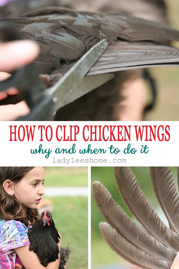 In this post, we will learn how to clip chicken wings. We will go over when is it a good idea to do it and how to get it done. It's just a simple task that can save you a lot of headaches if you are trying to keep your chickens in one place.  