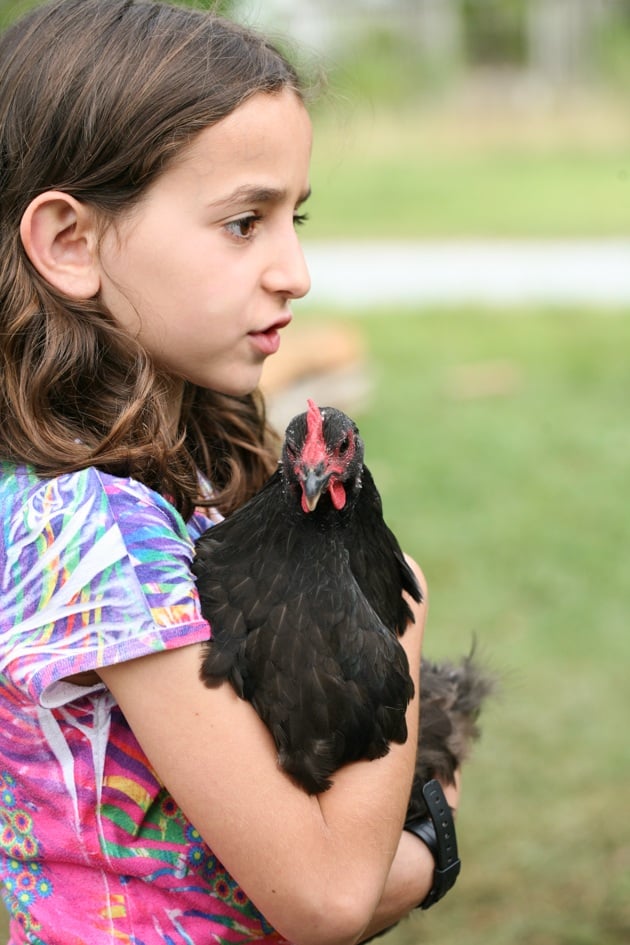 In this post, we will learn how to clip chicken wings. We will go over when is it a good idea to do it and how to get it done. It's just a simple task that can save you a lot of headaches if you are trying to keep your chickens in one place. #chickens #raisingchickens #homesteading #homestead #howtoclipchickenwings #ladyleeshome