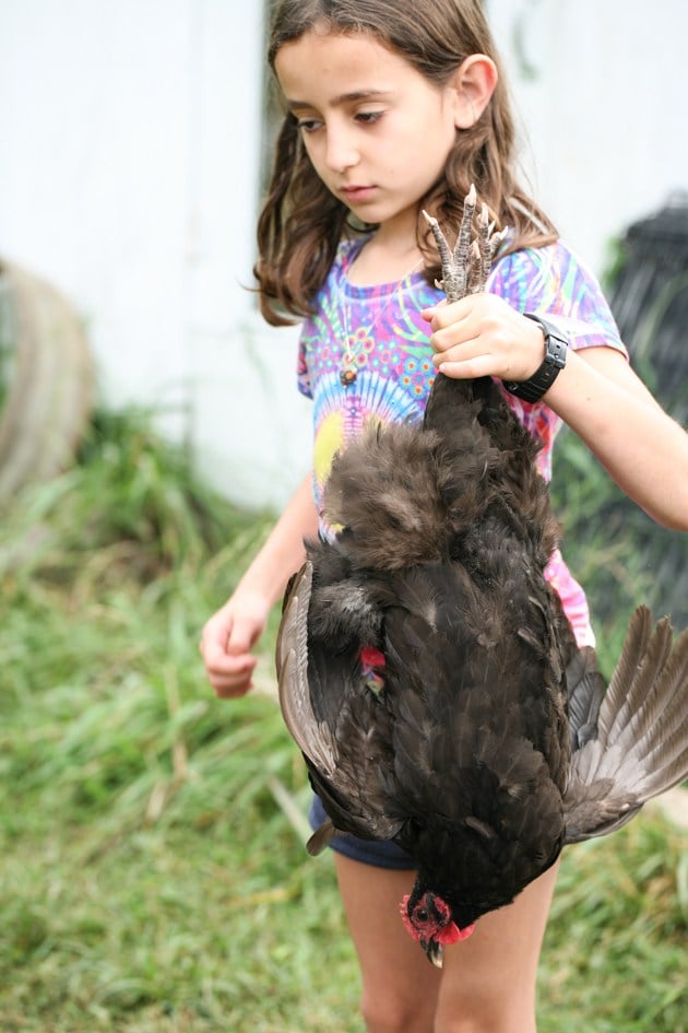 In this post, we will learn how to clip chicken wings. We will go over when is it a good idea to do it and how to get it done. It's just a simple task that can save you a lot of headaches if you are trying to keep your chickens in one place. #chickens #raisingchickens #homesteading #homestead #howtoclipchickenwings #ladyleeshome