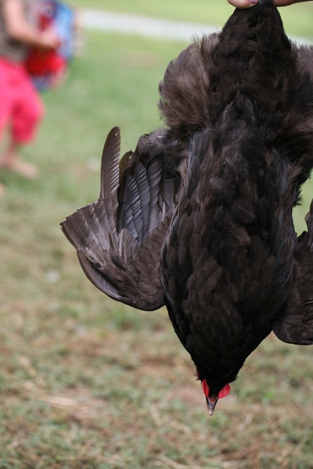 In this post, we will learn how to clip chicken wings. We will go over when is it a good idea to do it and how to get it done. It's just a simple task that can save you a lot of headaches if you are trying to keep your chickens in one place. #chickens #raisingchickens #homesteading #homestead #howtoclipchickenwings #ladyleeshome