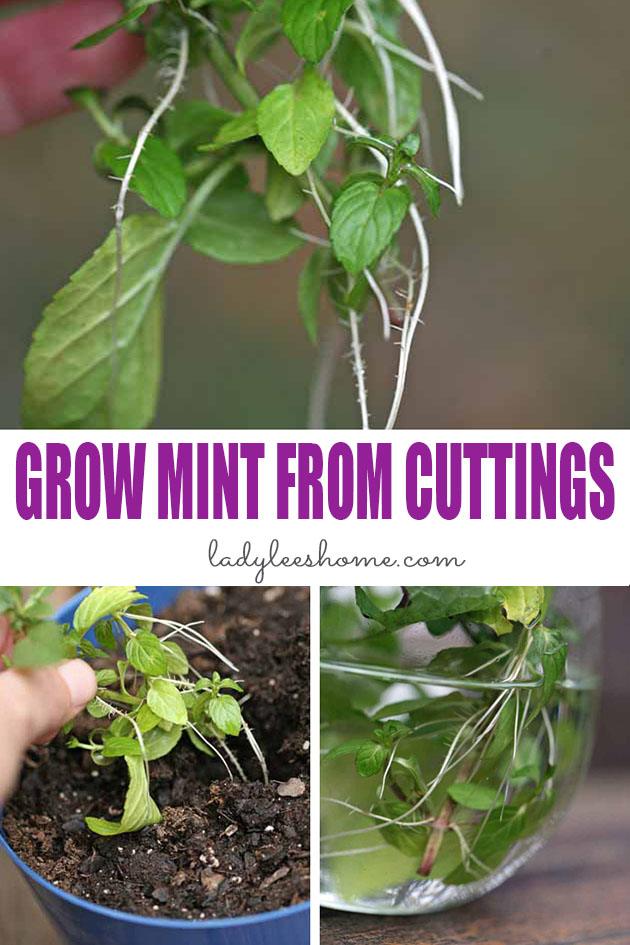 Let me show you in a step by step picture tutorial how to grow mint from cuttings. Propagating mint is very easy. You can have a mint plant by next week! #howtogrowmintfromcuttings #growingmint #propagatingmint