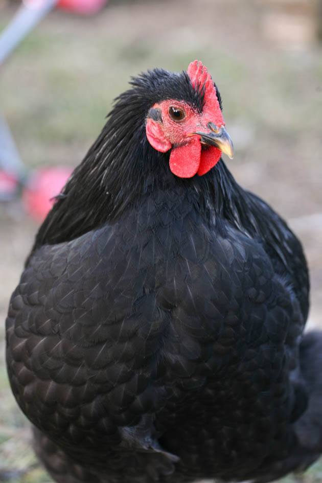 A beautiful Black Australorp hen. 