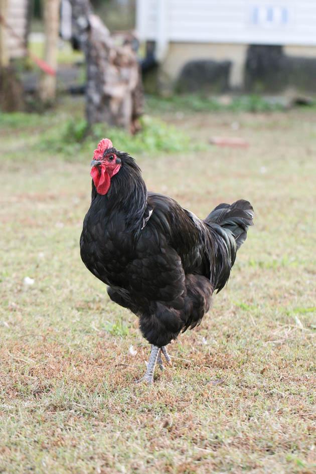 Black Australorp rooster. 