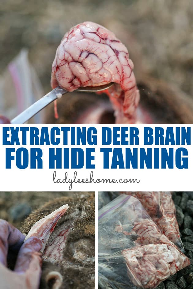 how to remove deer brain