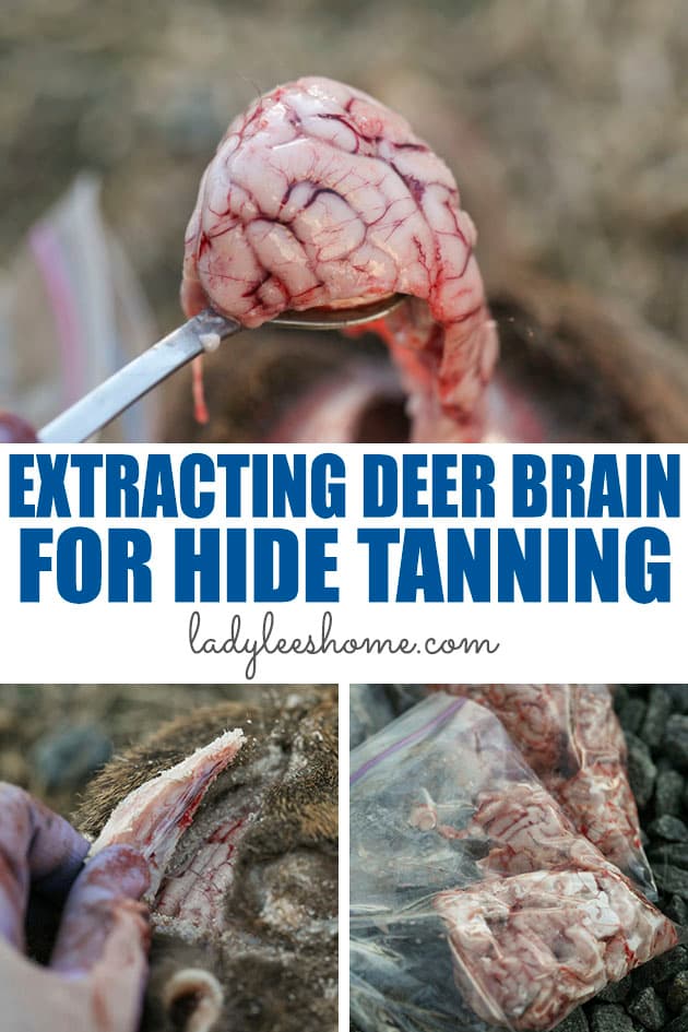 Tanning deer hides with brains will require that you extract the deer brain. It's actually an easy job! Let me show you how to extract deer brain for hide tanning...  #tanningdeerhidewithbrains #hidetanning #deerhidetanning #deerseason #huntingseason