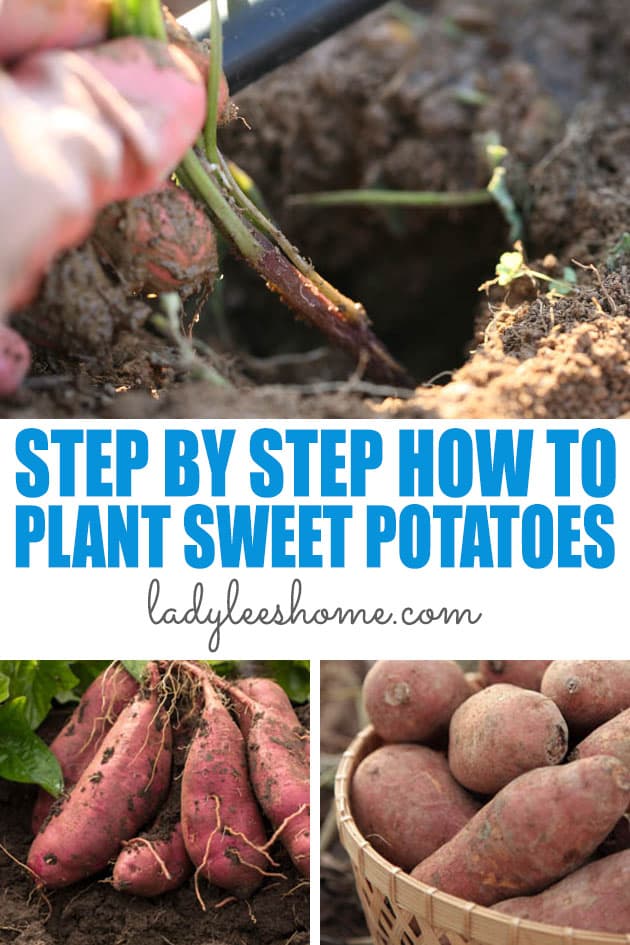 Yam Or Sweet Potato - How Do You Know Which Is Which? - Farmers' Almanac -  Plan Your Day. Grow Your Life.