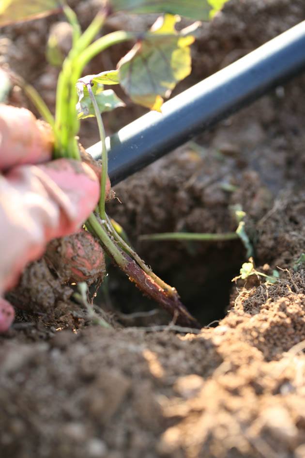 Planting purple sweet potato slips. 