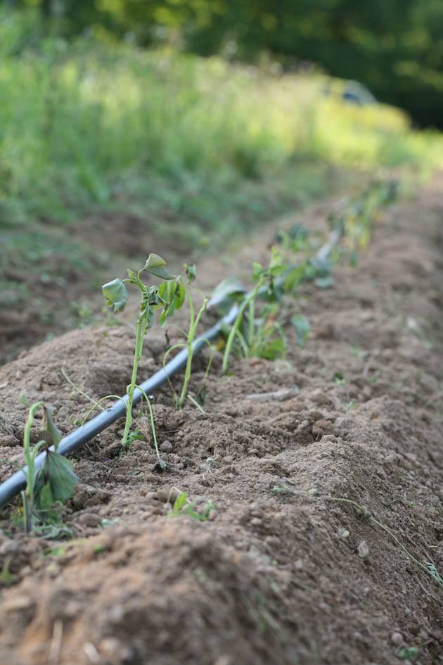 A row of sweet potato slips in the garden.