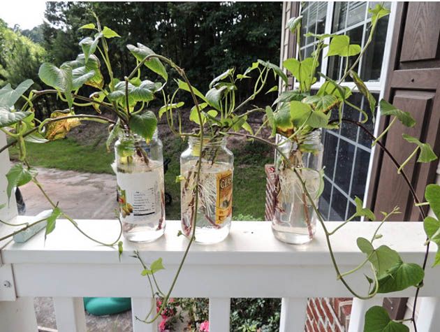 Purple sweet potato slips in jars of water. 