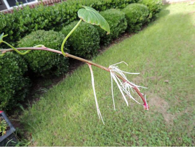 Sweet potato slip with roots. 