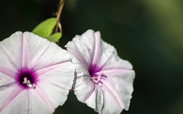 Sweet potato flowers.