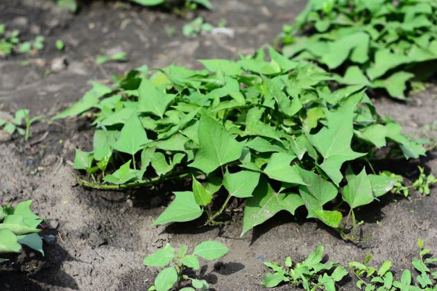 Sweet potato vines in the garden.