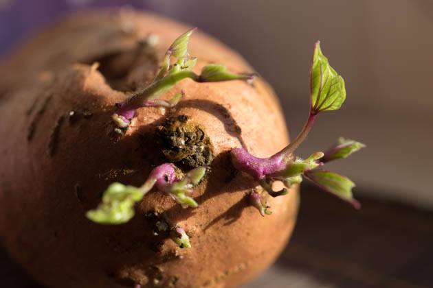 A sweet potato starting to sprout. 