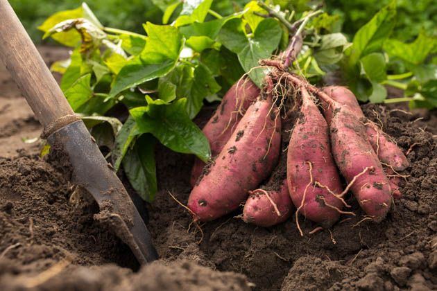 Harvesting sweet potatoes. 