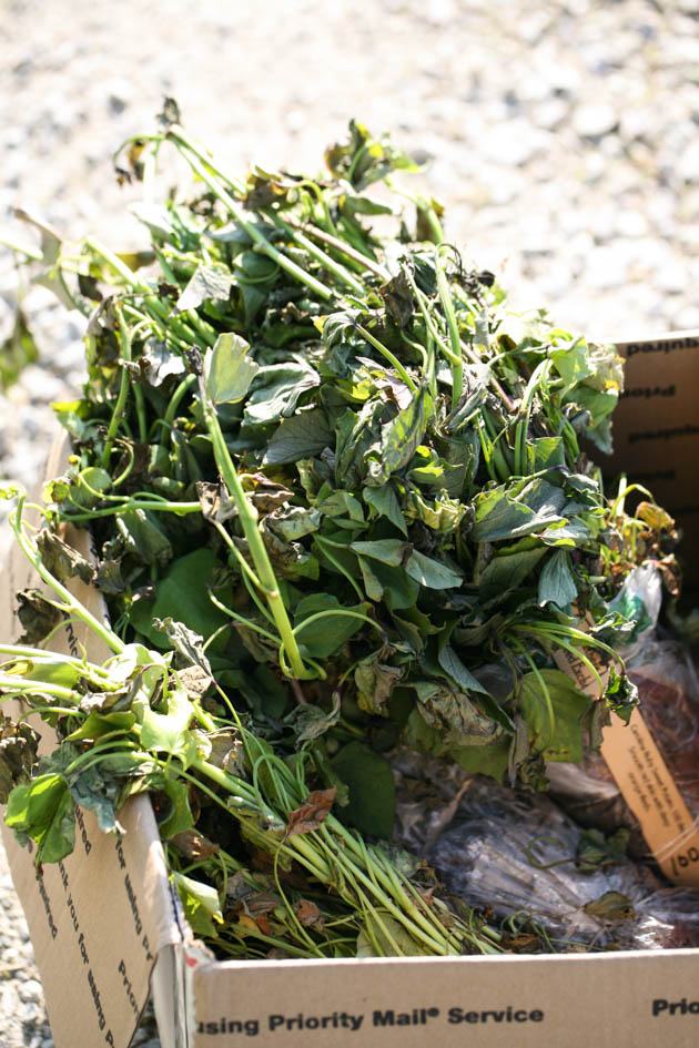 A box of sweet potato slips. 