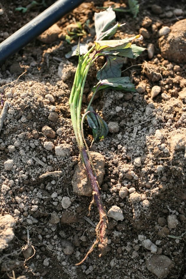 Sweet potato slip ready for planting. 