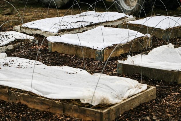 Covering the beds with agriculture fabric. 