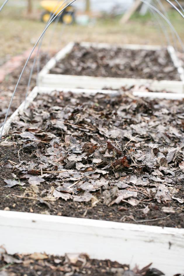 Pile up leaves or other mulch. 