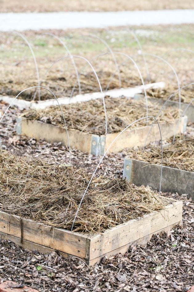 Piling up the old straw. 