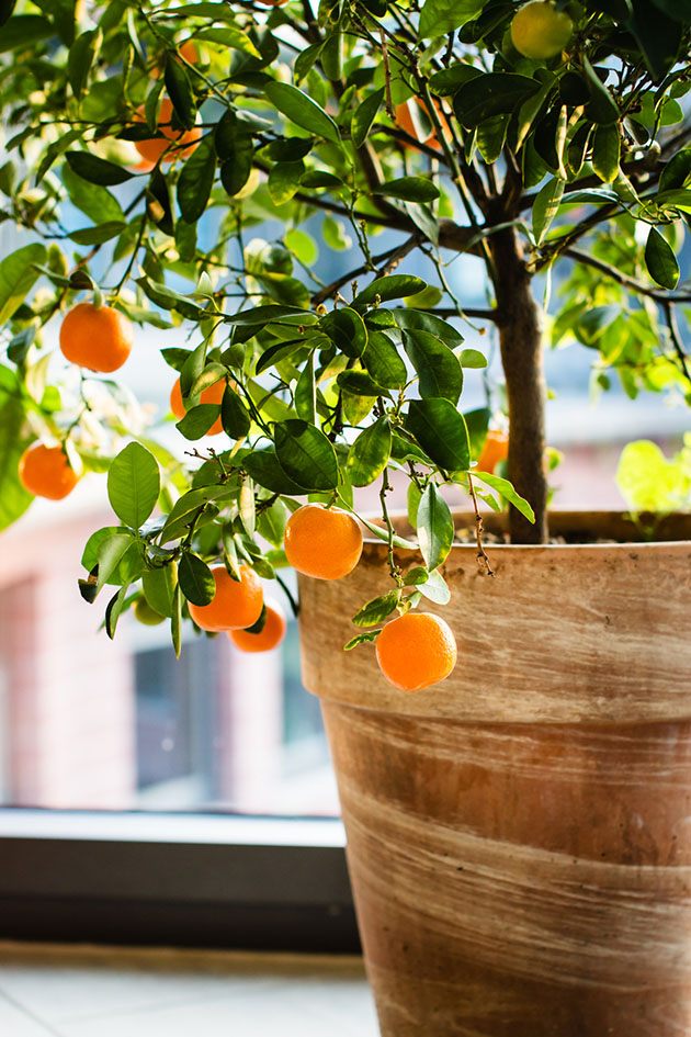Follow these five steps for choosing the best backyard fruit trees to ensure your trees produce a lot of fruit in the future... 