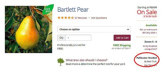 Bartlett Pear Trees from Stark Bro's - Bartlett Pear Trees For Sale