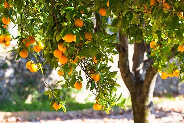 Follow these five steps for choosing the best backyard fruit trees to ensure your trees produce a lot of fruit in the future... 