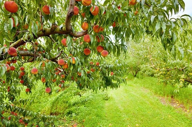 Follow these five steps for choosing the best backyard fruit trees to ensure your trees produce a lot of fruit in the future... 