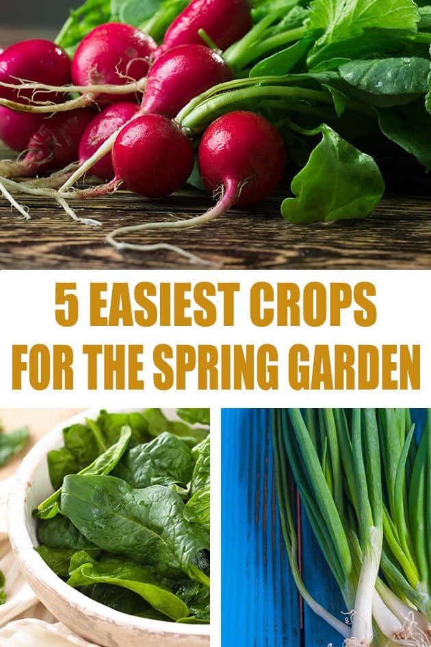 5 Easiest Cold Weather Crops To Grow In The Home Garden Lady