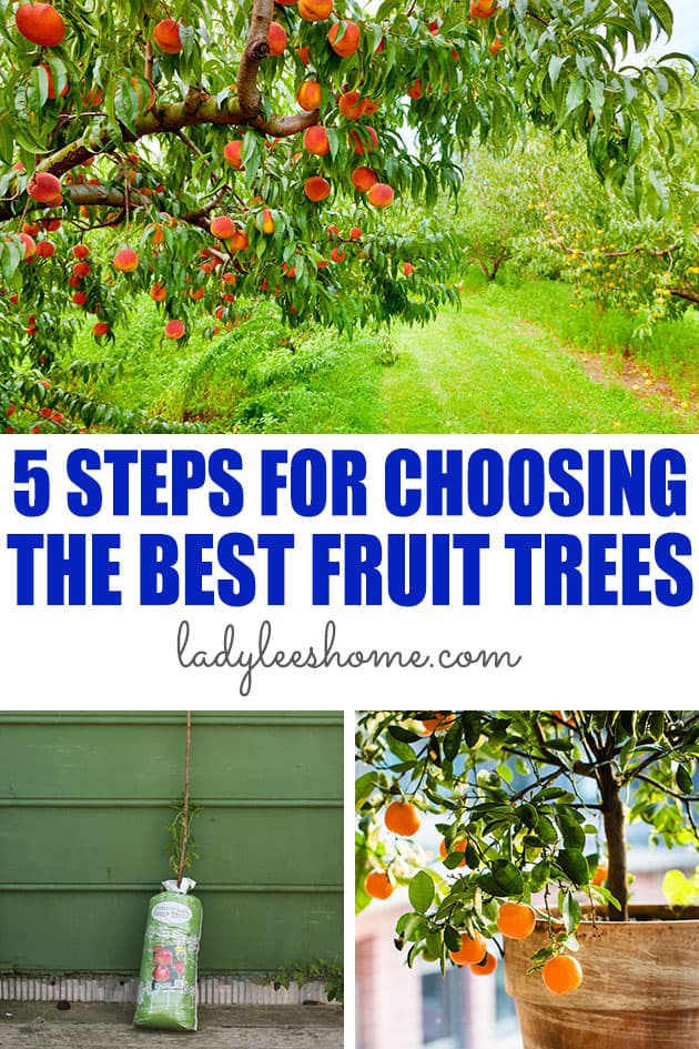 5 Steps For Choosing the Best Backyard Fruit Trees | Lady Lee's Home