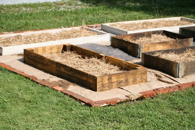 Adding straw at the bottom of the raised beds.