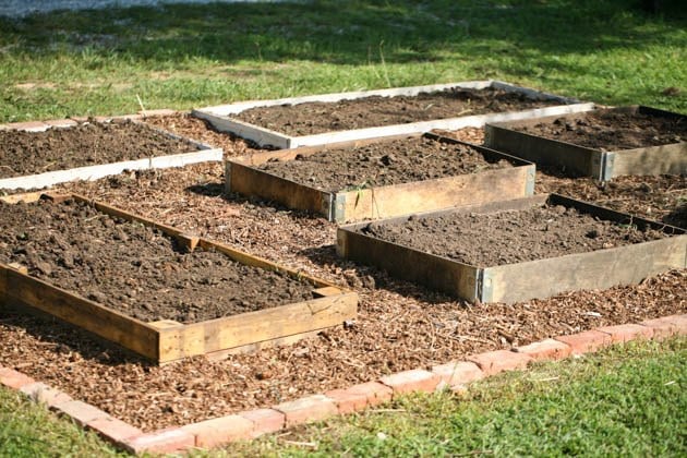 Adding manure to the raised beds. 