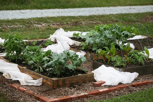 The plants in the garden are ready to harvest.